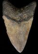 Serrated, Megalodon Tooth - Georgia #39898-2